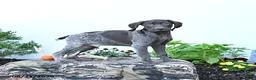 German Shorthaired Pointer dogs for sale: Marshall - Ad 3