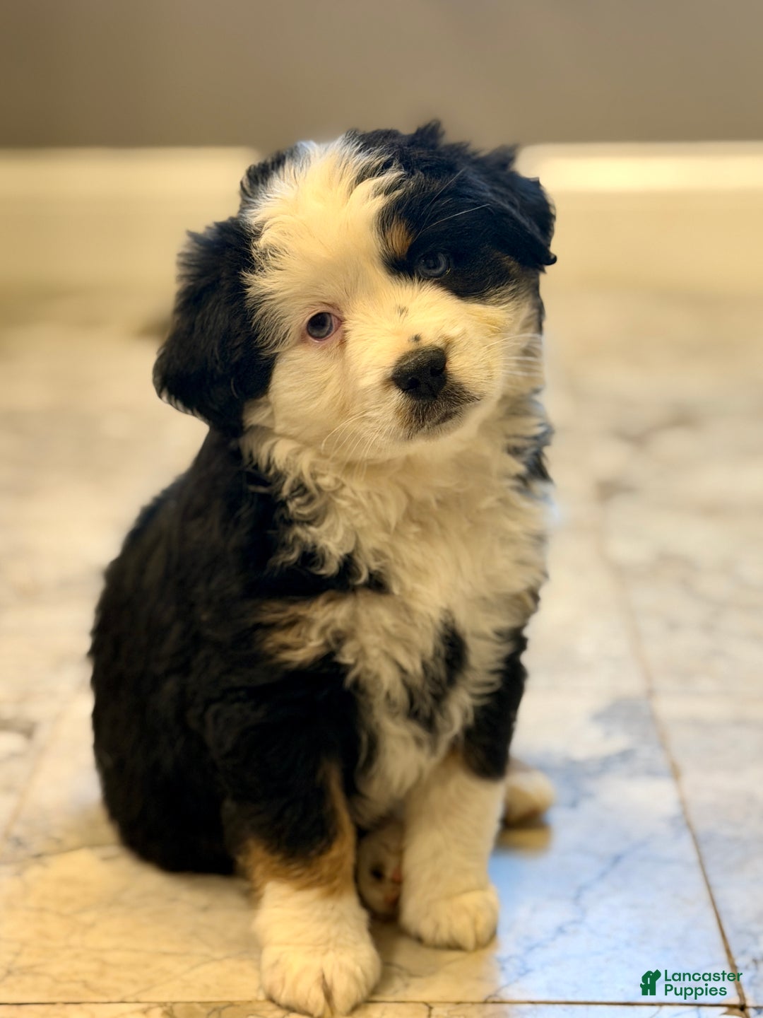 Miniature Australian Shepherd dogs for sale: Miniature Australian Shepherd Puppy 2 - Ad 1