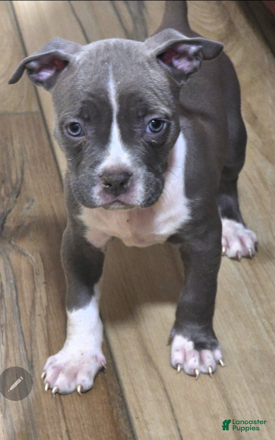 American Bully dogs American Bully 4 - Ad 6