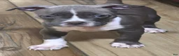 American Bully dogs for sale: American Bully 4 - Ad 1