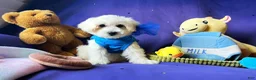 Maltipoo dogs for sale: Bubbles - Ad 6