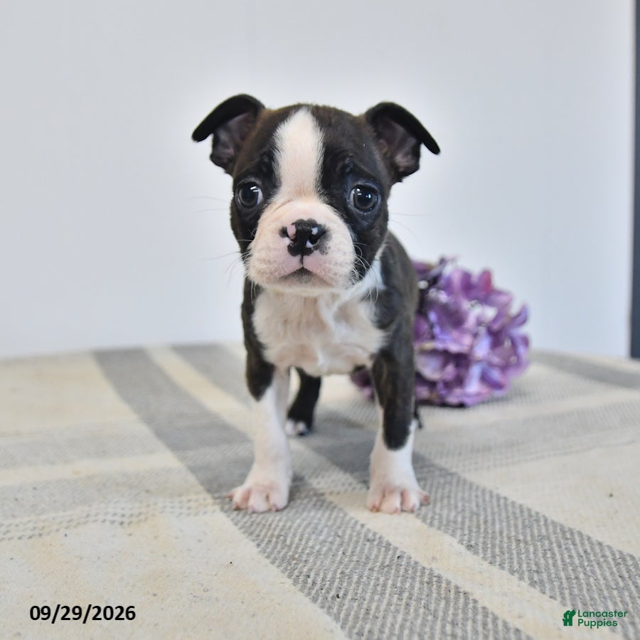 Boston Terrier dogs Harris - Ad 1