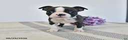 Boston Terrier dogs for sale: Harris - Ad 1