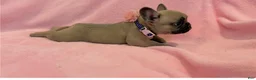 French Bulldog dogs for sale: French Bulldog 3 - Ad 3