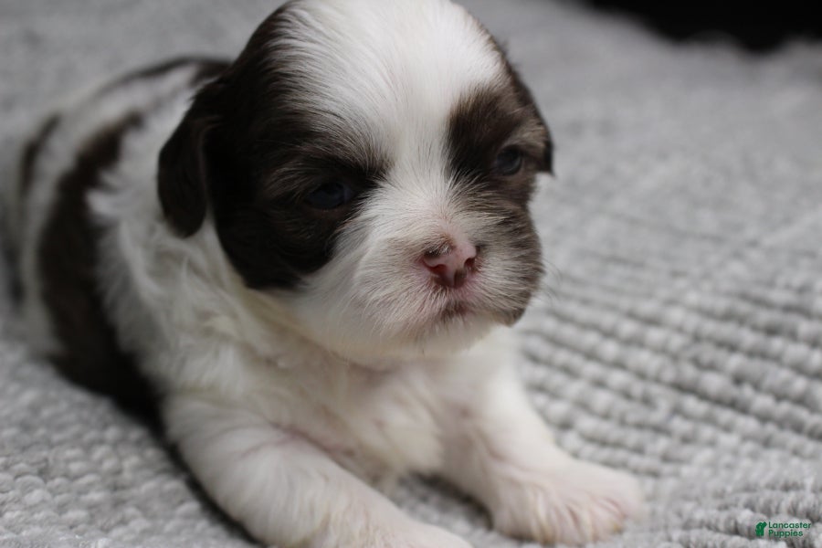 Shih Tzu dogs Erinie - Ad 3