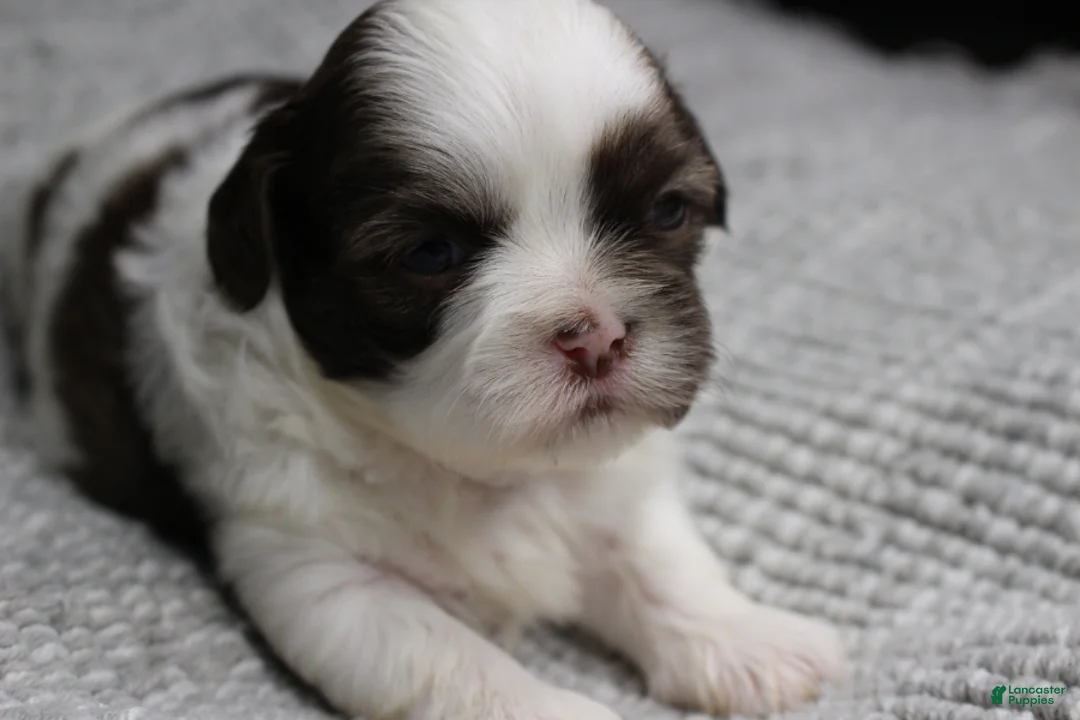 Shih Tzu dogs for sale: Spot - Ad 15