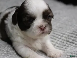 Shih Tzu dogs Erinie - Ad 10