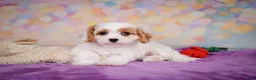 Cavapoo dogs for sale: Penny - Ad 8