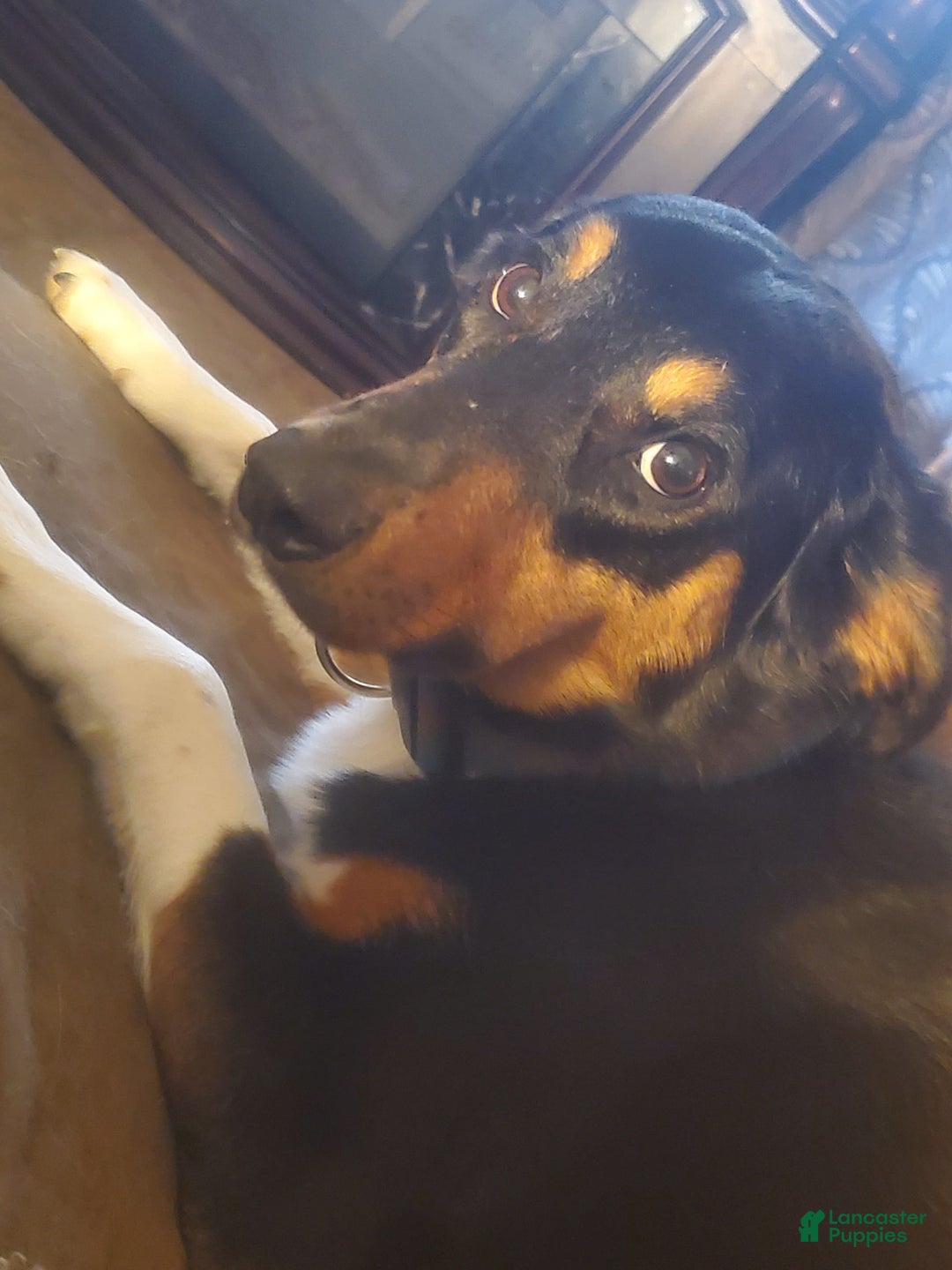 Gallery Image {{count}}