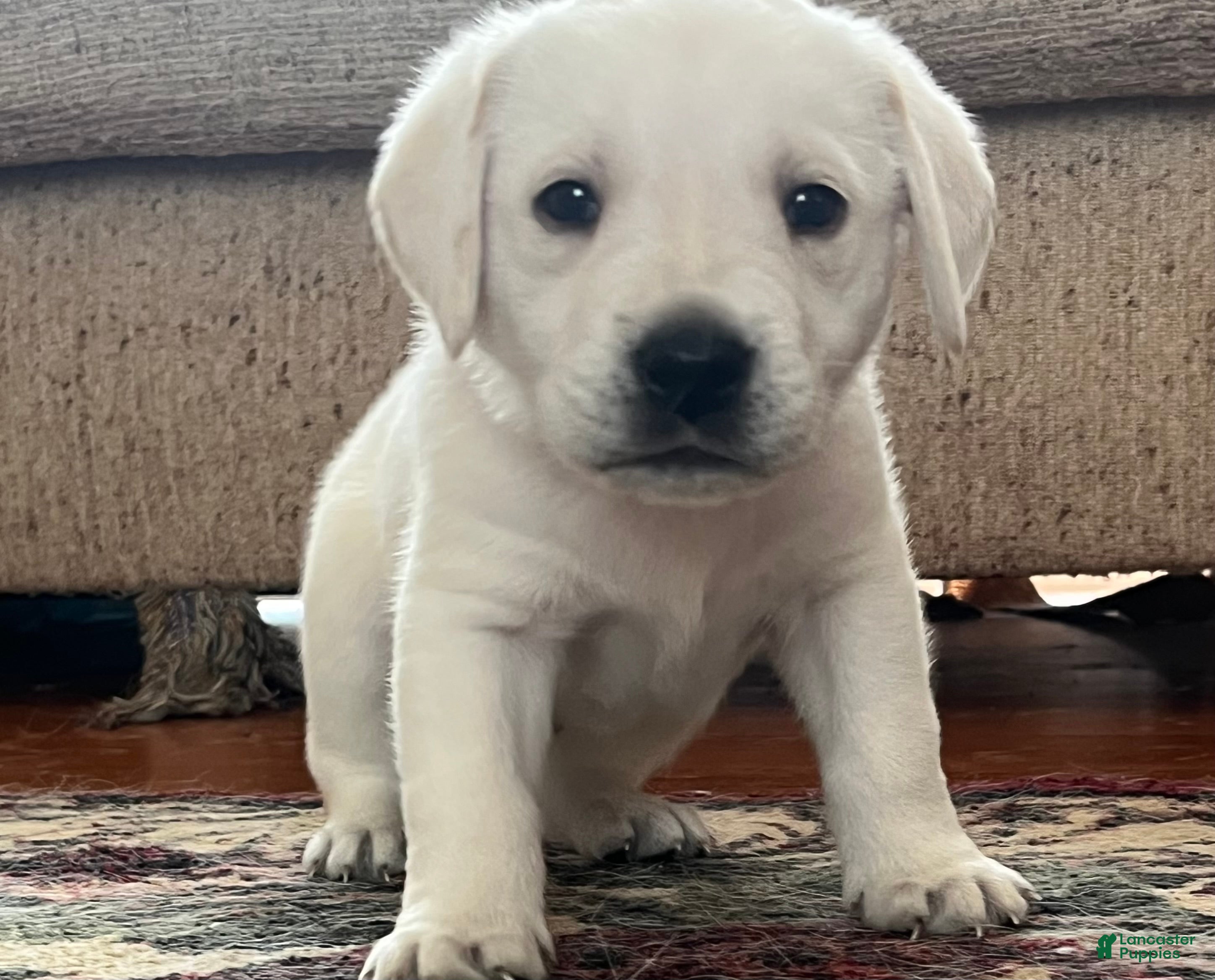 Labrador Retriever dogs Labrador Retriever Puppy 3 - Ad 19