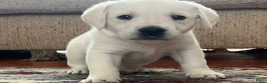 Labrador Retriever Puppy 3