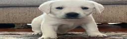 Labrador Retriever dogs for sale: Labrador Retriever Puppy 3 - Ad 1