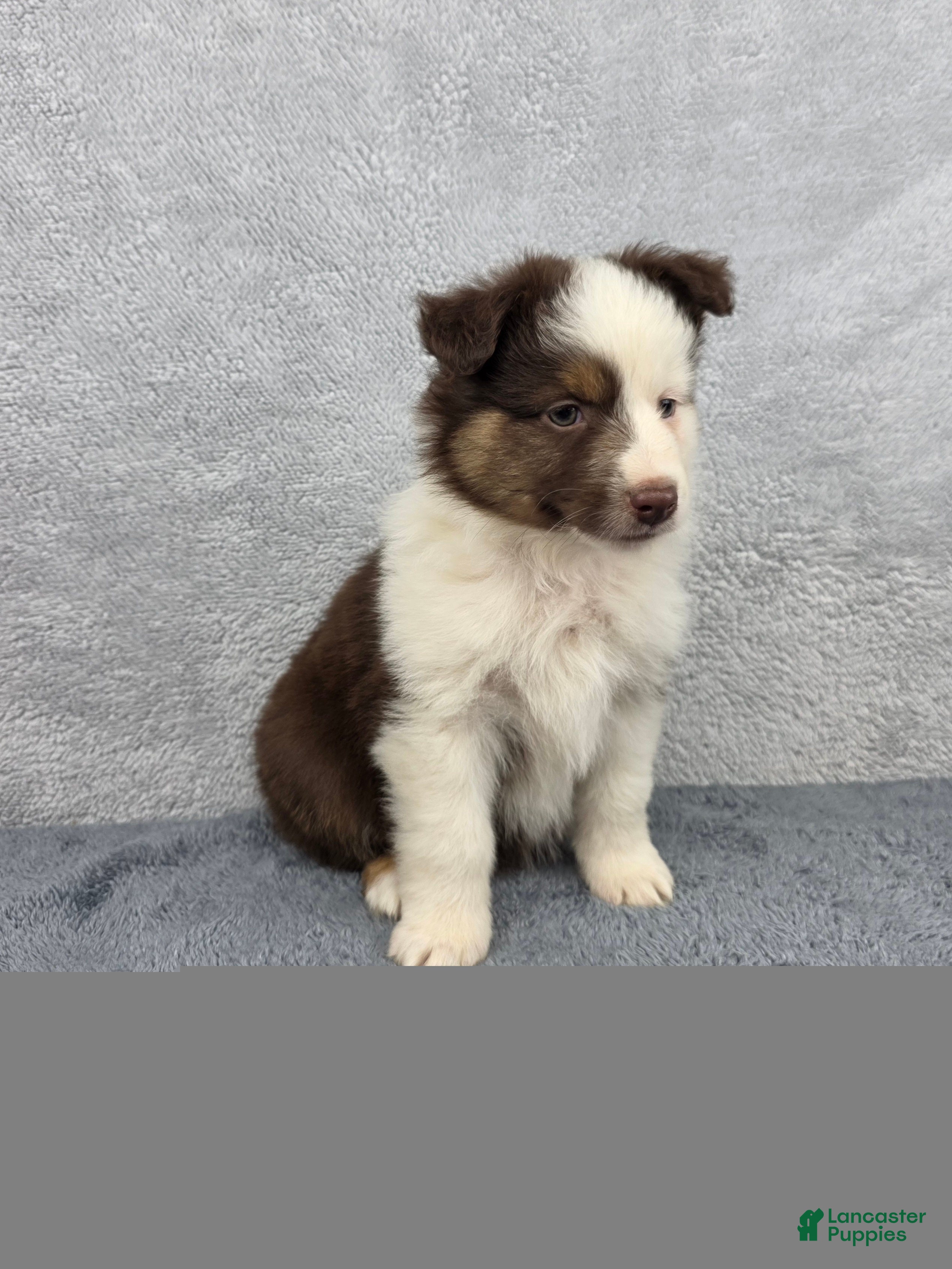 Miniature Australian Shepherd dogs Maverick  - Ad 1