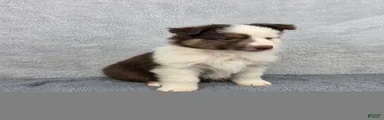 Maverick 