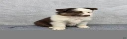 Miniature Australian Shepherd dogs for sale: Maverick  - Ad 1