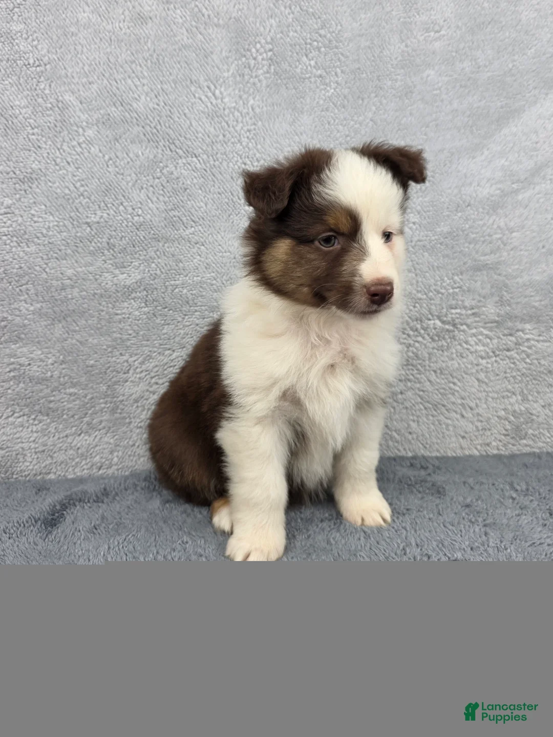Miniature Australian Shepherd dogs for sale: Maverick  - Ad 1