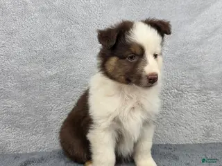 Miniature Australian Shepherd dogs for sale: Maverick - Ad 2