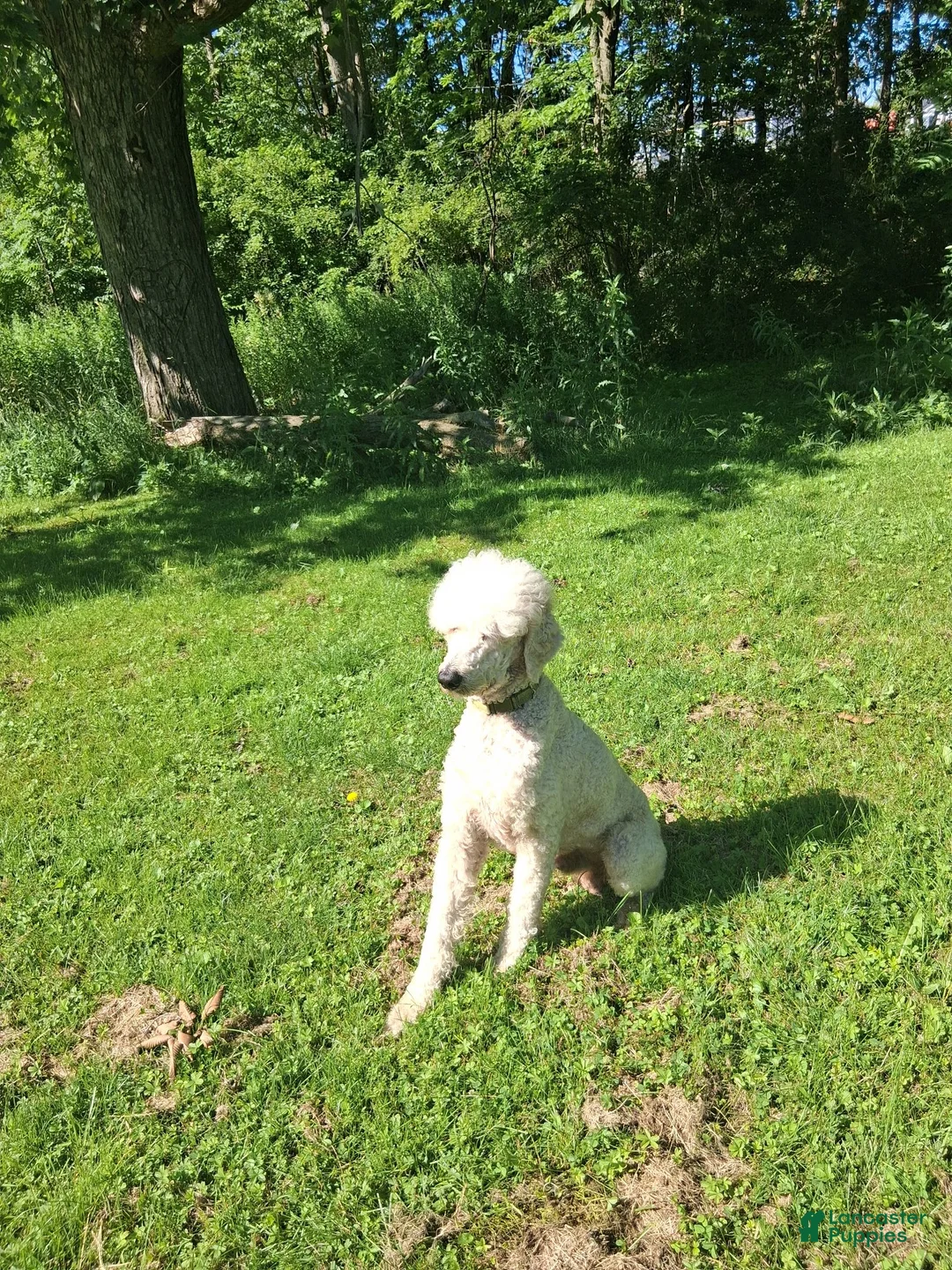 Standard Poodle dogs for sale: Standard Poodle 1 - Ad 2