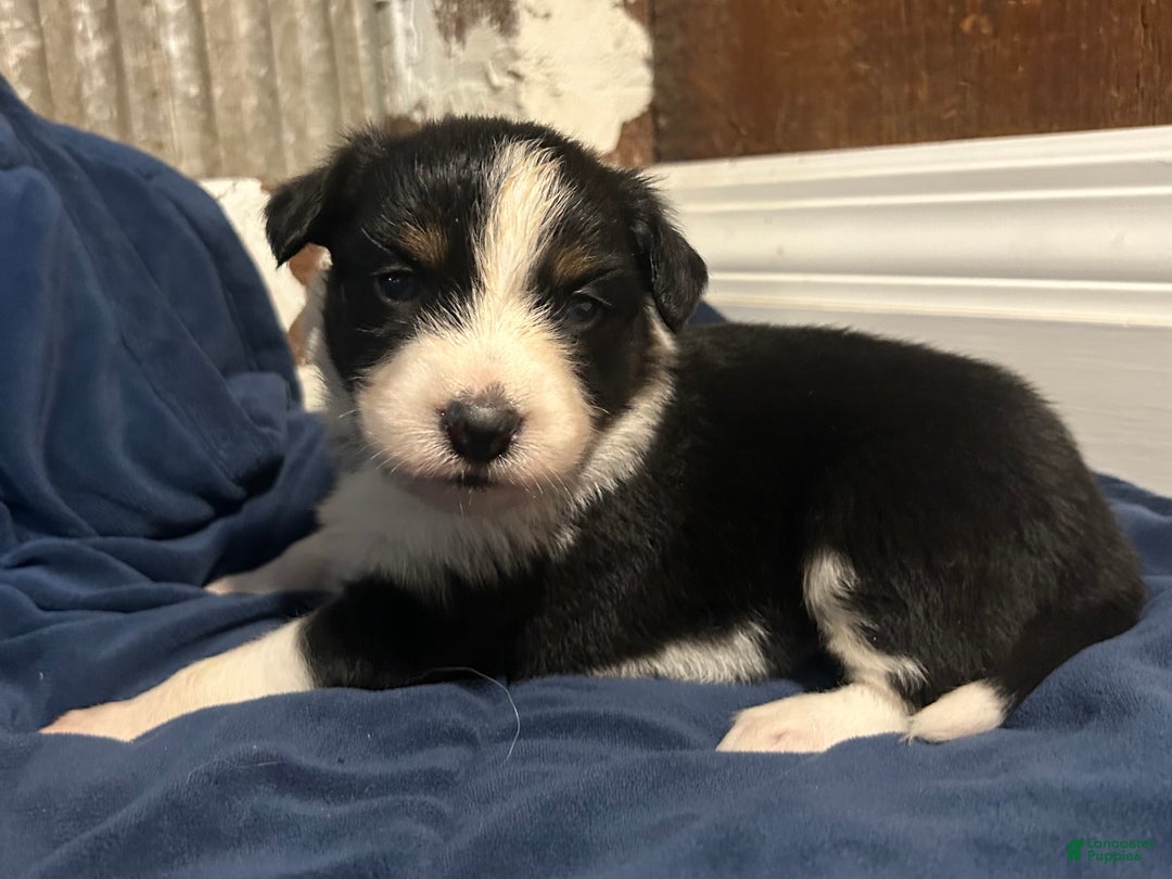 Australian Shepherd dogs for sale: Ruth - Ad 41