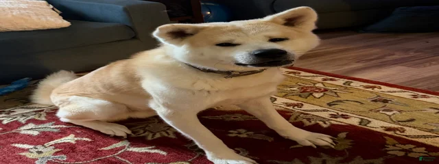 Kuma