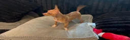 Chihuahua dogs for sale: Mrs anna  - Ad 5