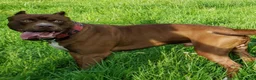 American Bully dogs for sale: Bella - Ad 9