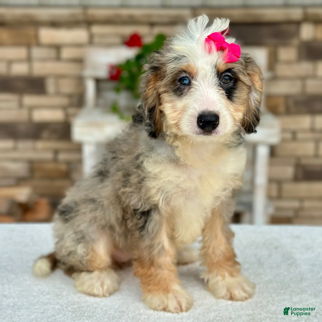 Mini Bernedoodle dogs for sale: Jenna - Ad 2