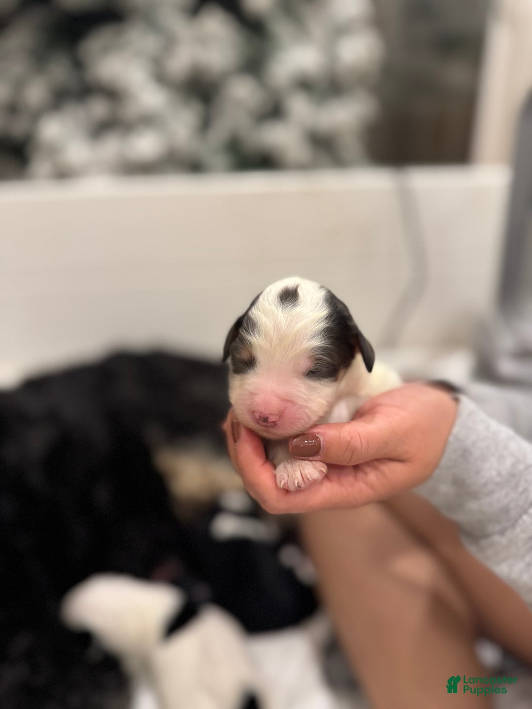 Bernedoodle dogs for sale: Dinozzo - Ad 2