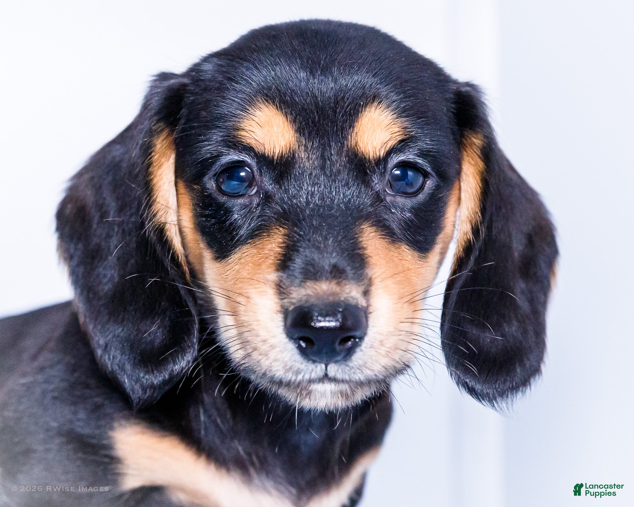 Miniature Dachshund dogs Nate - Ad 2