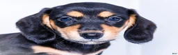 Miniature Dachshund dogs for sale: Nate - Ad 2