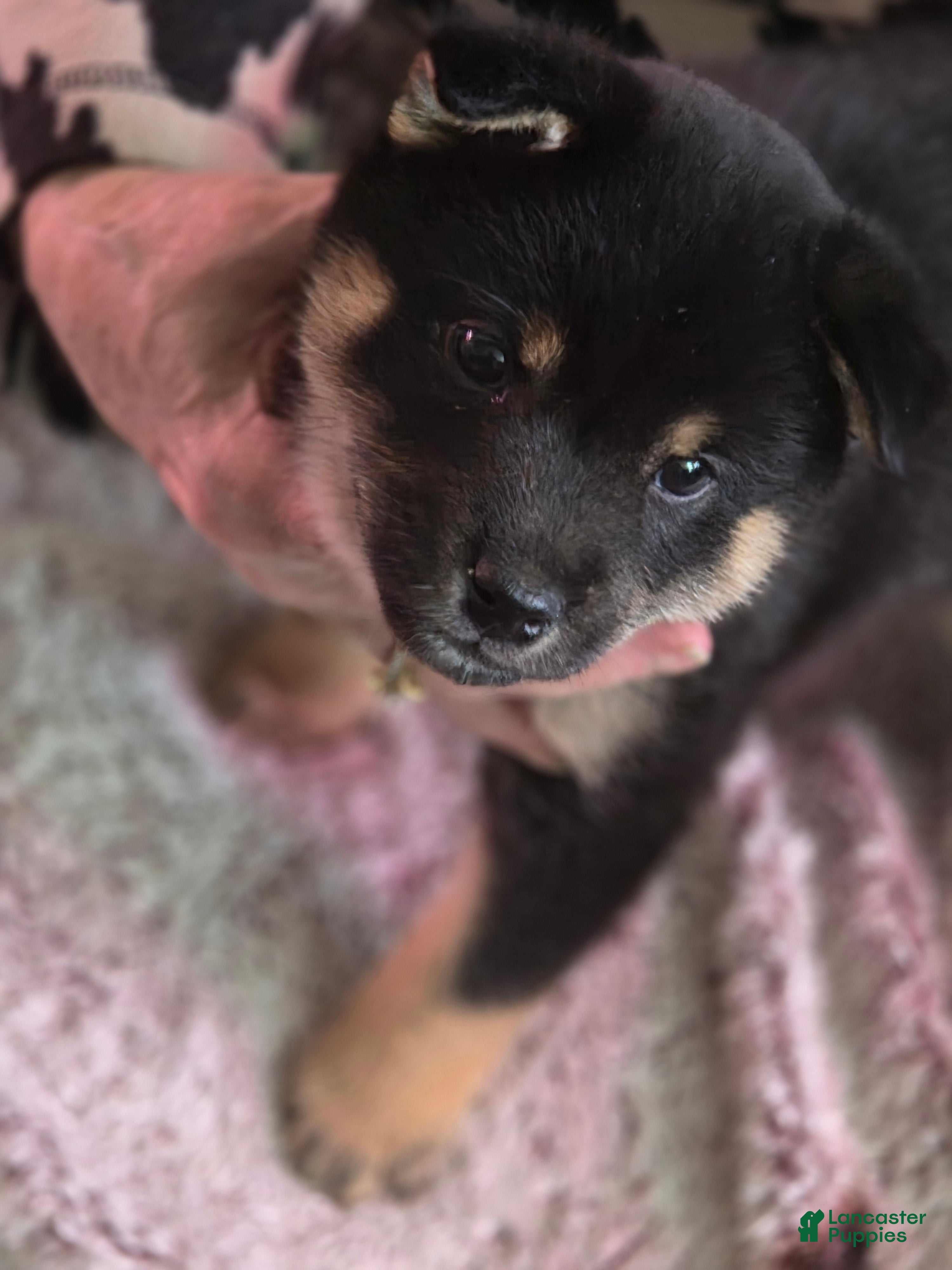 Shiba Inu dogs Shiba Inu Puppy 6 - Ad 41