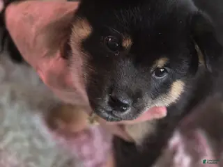 Shiba Inu dogs Shiba Inu Puppy 6 - Ad 41