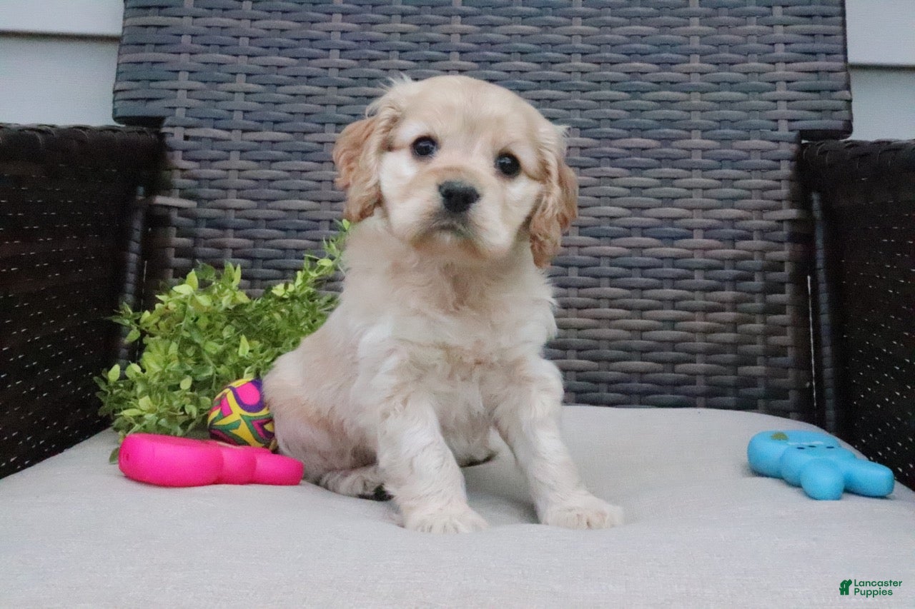 Cocker Spaniel dogs Cocker Spaniel 1 - Ad 2