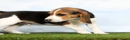 Beagle dogs for sale: Georgie - Ad 5