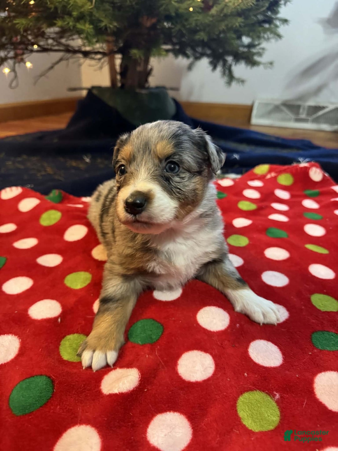 Australian Shepherd dogs for sale: Frost - Ad 9