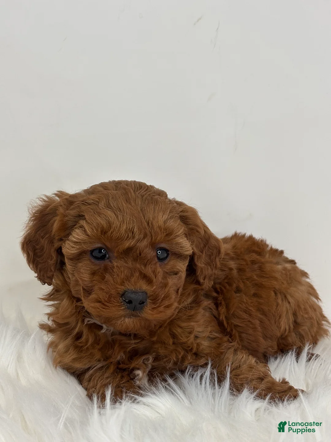 Mini Goldendoodle dogs for sale: Grace - Ad 2