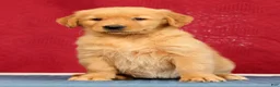 Golden Retriever dogs for sale: Olive - Ad 6