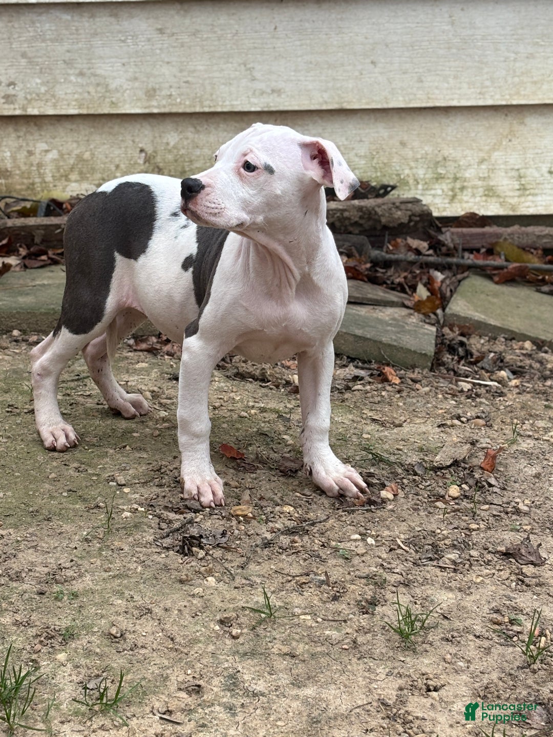 Mixed Breed dogs for sale: Myla - Ad 5