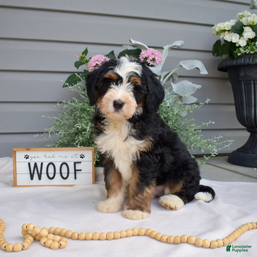 Mini Bernedoodle dogs for sale: Cedar - Ad 1