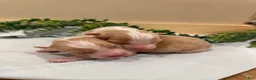 Australian Shepherd dogs for sale: Peach - Ad 4