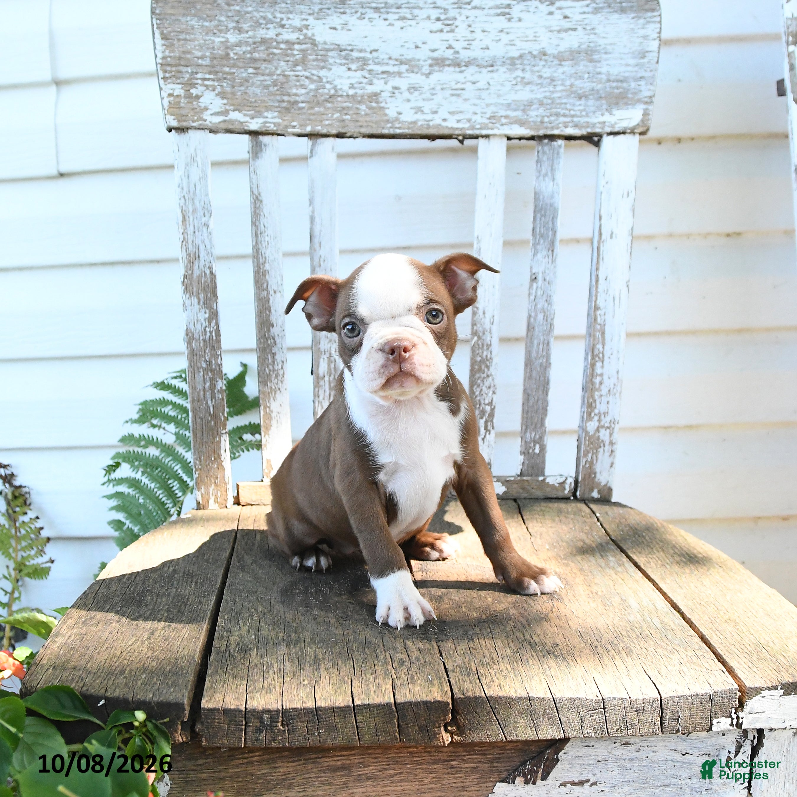 Boston Terrier dogs Bubbles - Ad 2