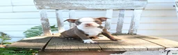 Boston Terrier dogs for sale: Bubbles - Ad 2