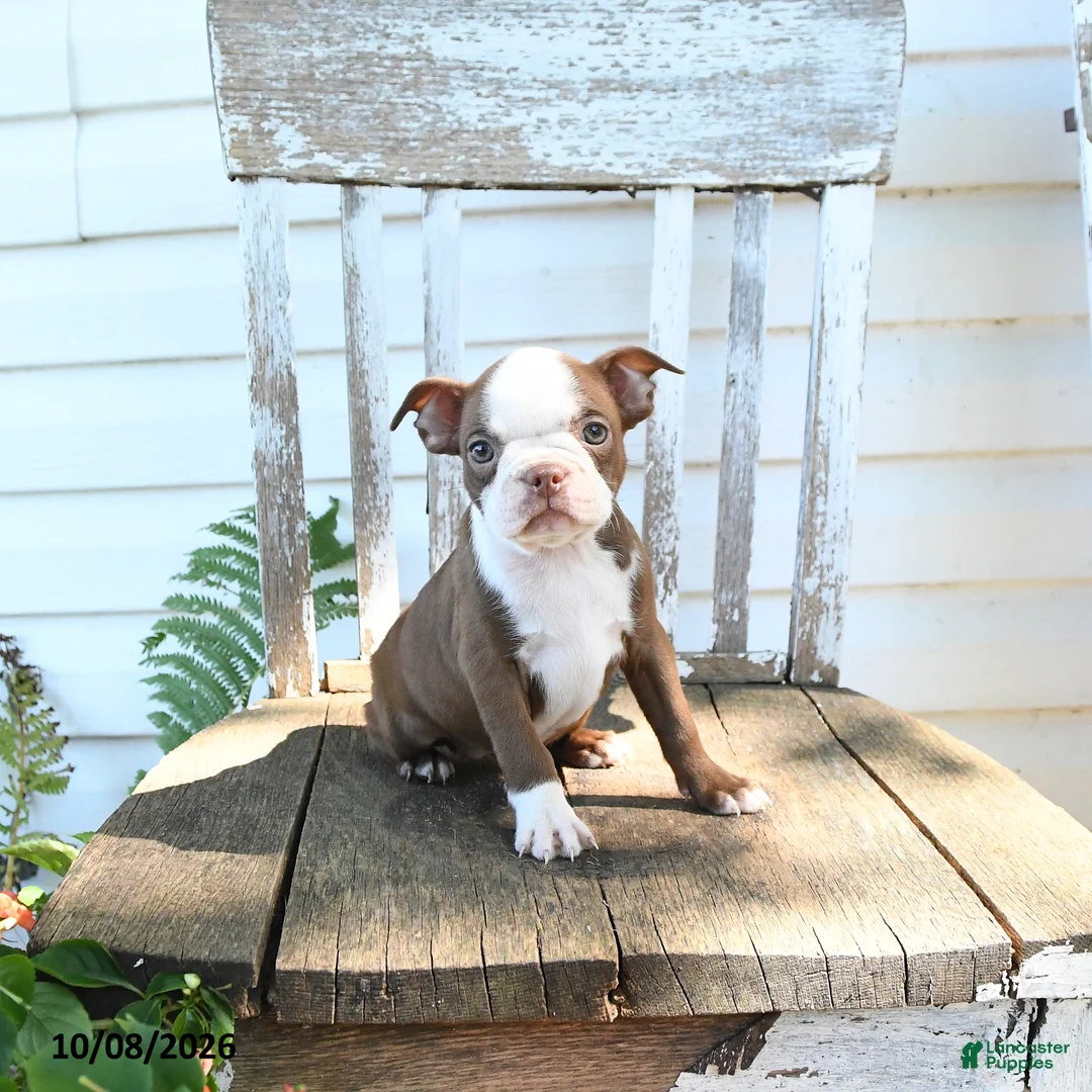 Boston Terrier dogs for sale: Bubbles - Ad 2