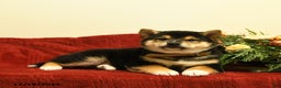 Shiba Inu dogs for sale: Elliot - Ad 3