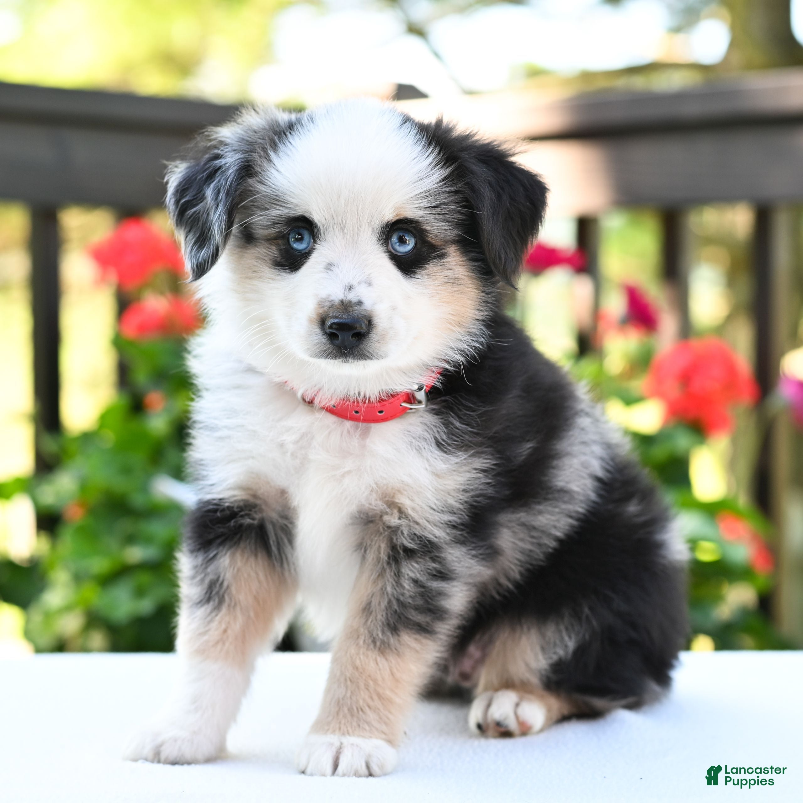 Miniature Australian Shepherd dogs Bingo  - Ad 2