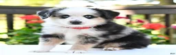 Miniature Australian Shepherd dogs for sale: Bingo  - Ad 2