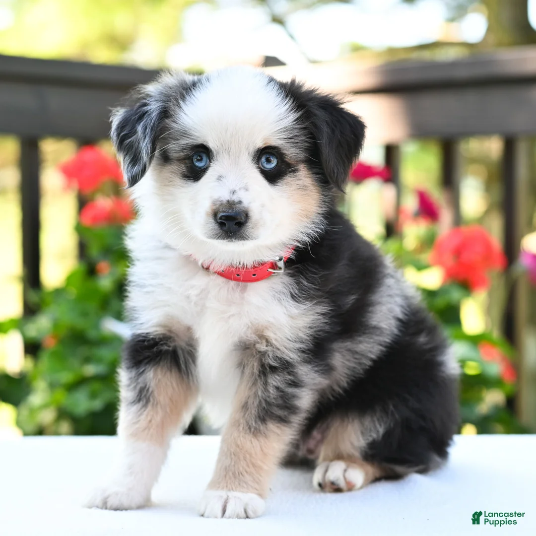 Miniature Australian Shepherd dogs for sale: Bingo  - Ad 2
