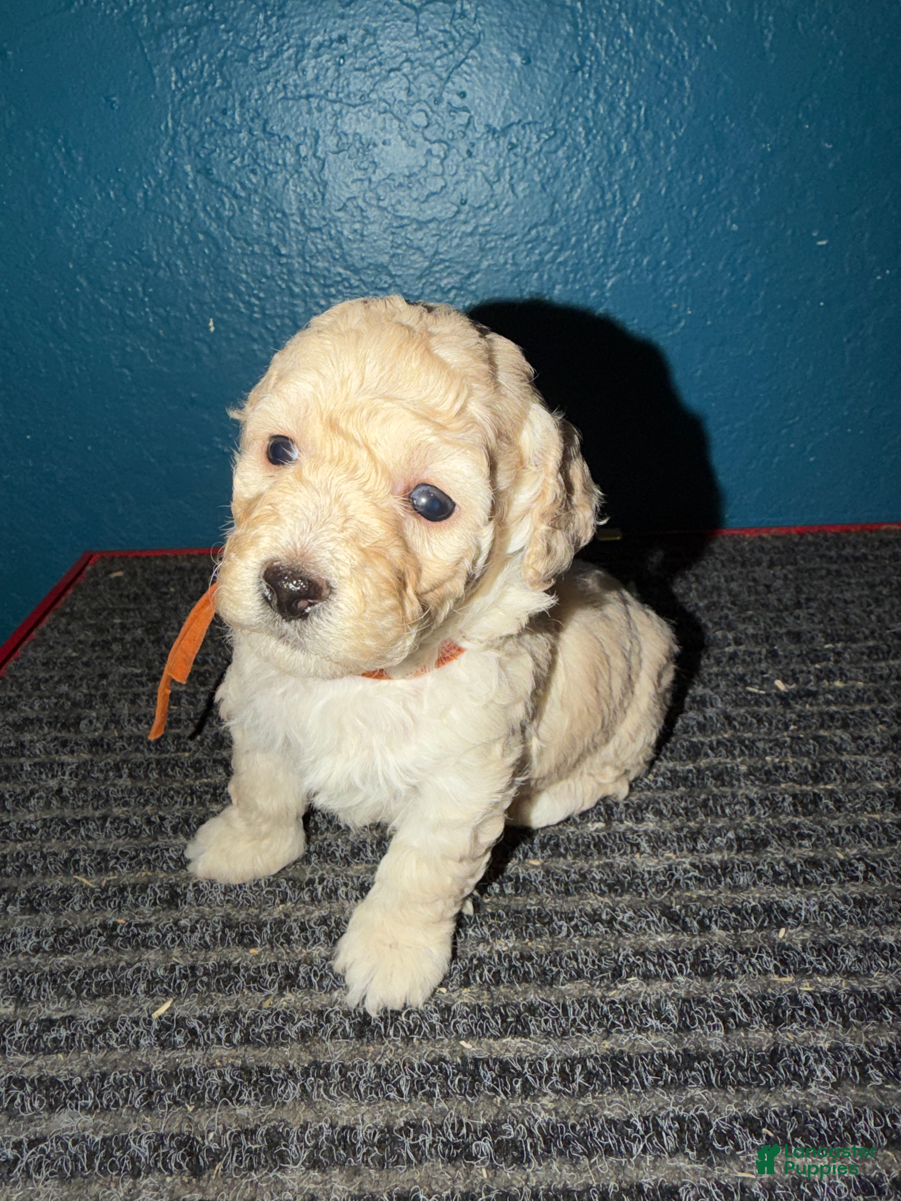 Miniature Poodle dogs AKC Miniature Poodle Apricot Female - Ad 2