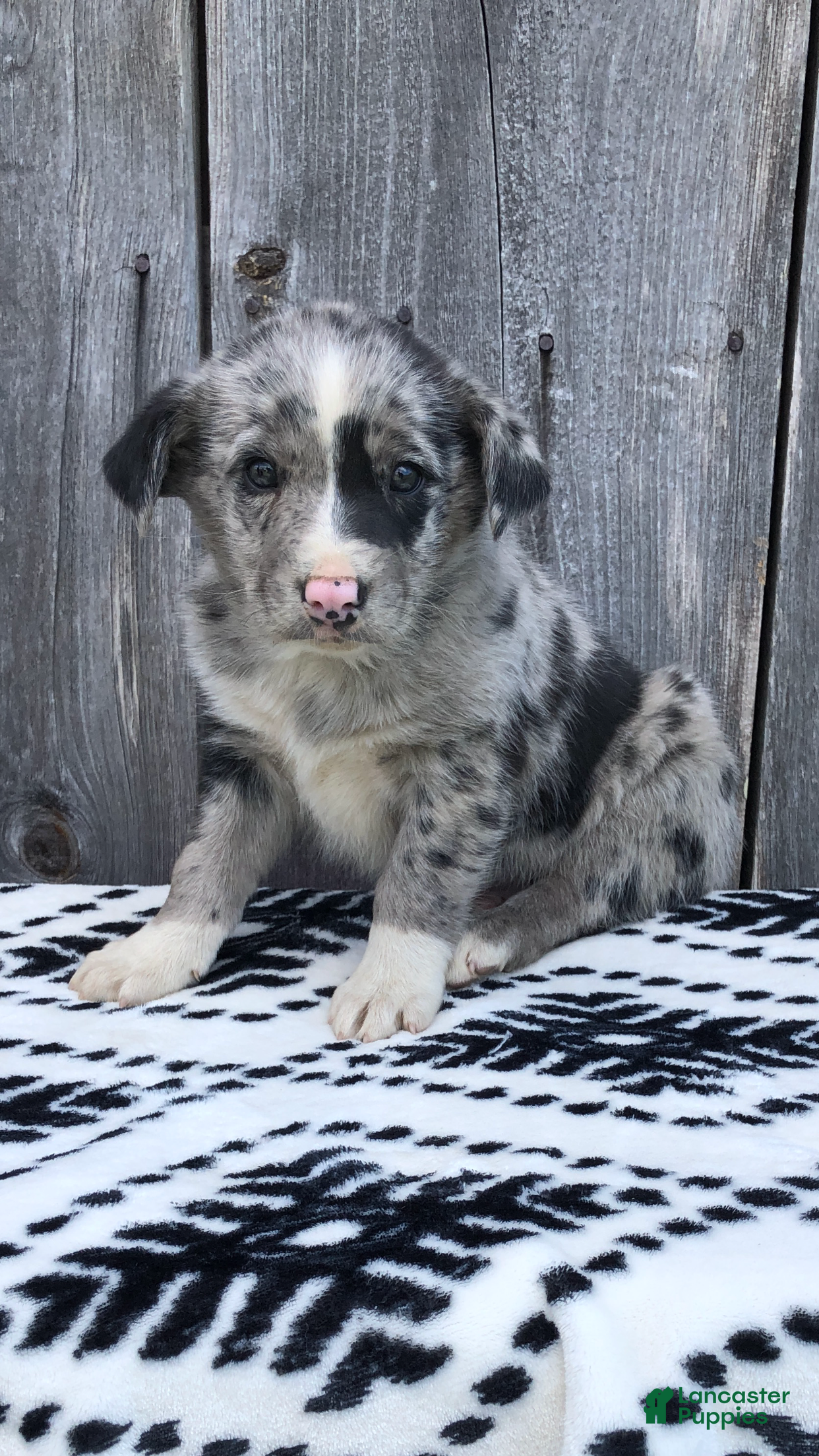 Mixed Breed dogs Monty - Ad 30