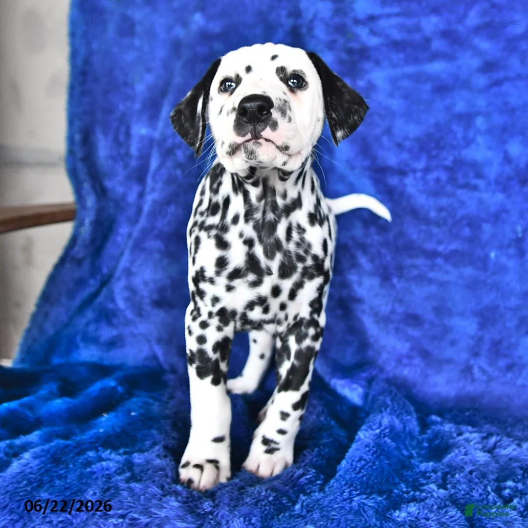 Dalmatian dogs for sale: Marshall - Ad 2